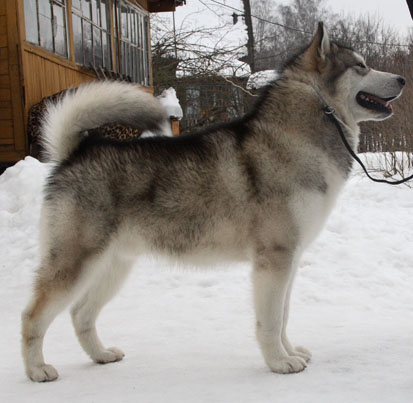 CHESVIK TOP NEW GENERATION